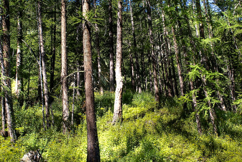 au coeur de la foret