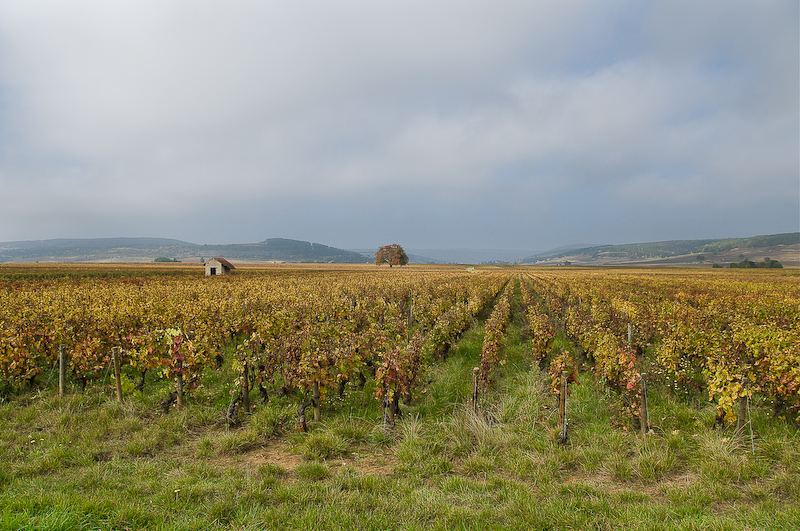 Vignes d'Or