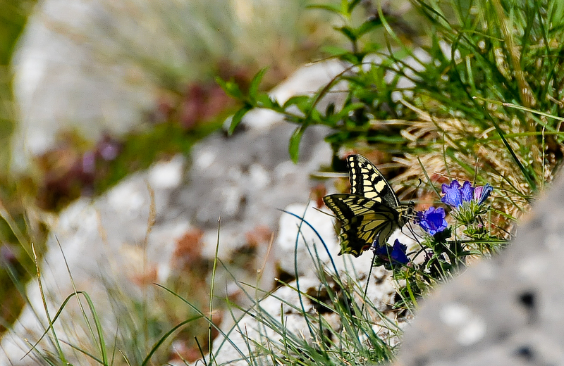 l'effet papillon...
