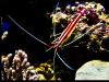 20 000 lieues sous les mers...