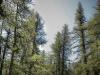 foret